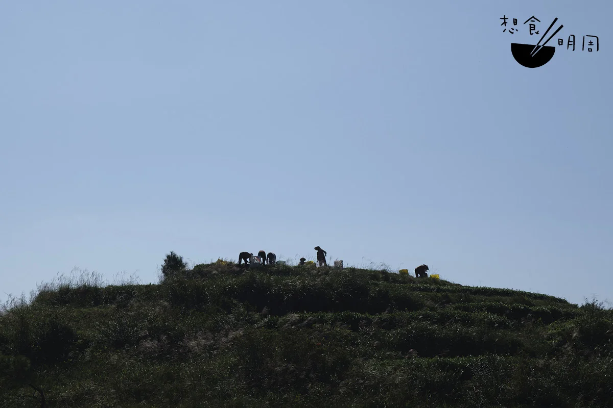 中午是採收鐵觀音的好時機。茶農都湧上山頭，頂着烈日躬身採葉。
