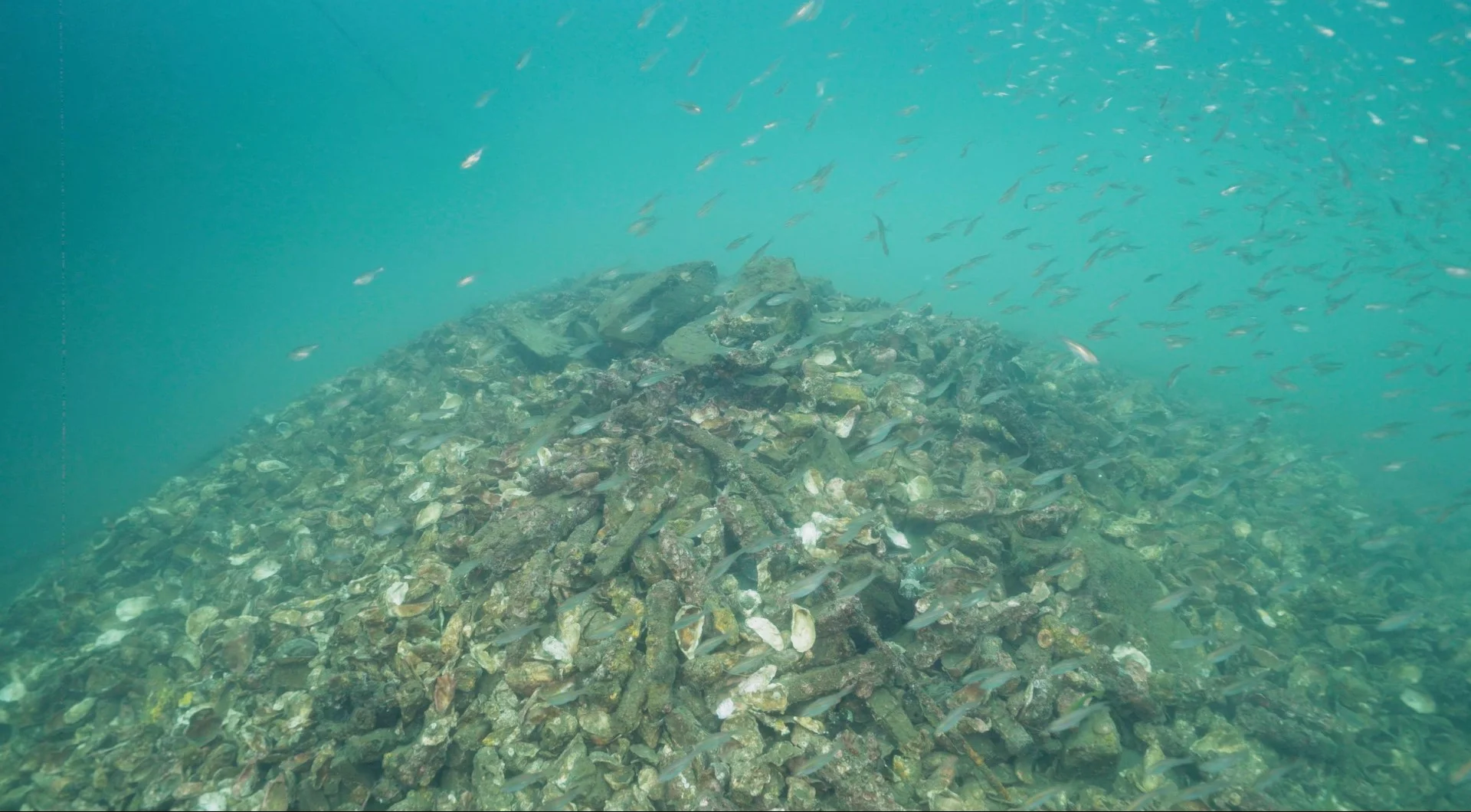 TNC現時在吐露港魚排底新造了蠔礁。Anniqa說，基於漁民在該區養魚，令養魚區的水質一般，亦因太多營養，經常出現紅潮，希望透過建立吃藻類的蠔礁，吸收過多營養，改善養殖區的水質。圖中為吐露港的蠔礁。（圖片由大自然協會提供）