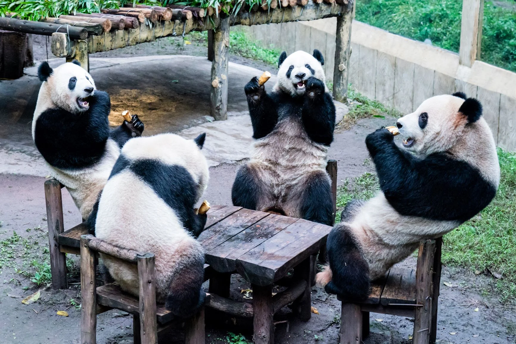 在重慶一個動物園，四隻大熊貓圍坐一桌進食。照片攝於十二月。（STR / AFP）