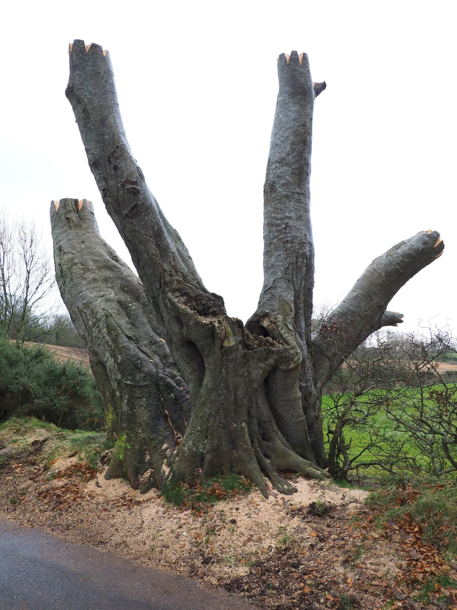 關注團體「Save the Dark Hedges」的成員Bob McCallion拍下這張照片，他在接受《經濟學人》訪問時表示，樹木的情況現在十分危險。