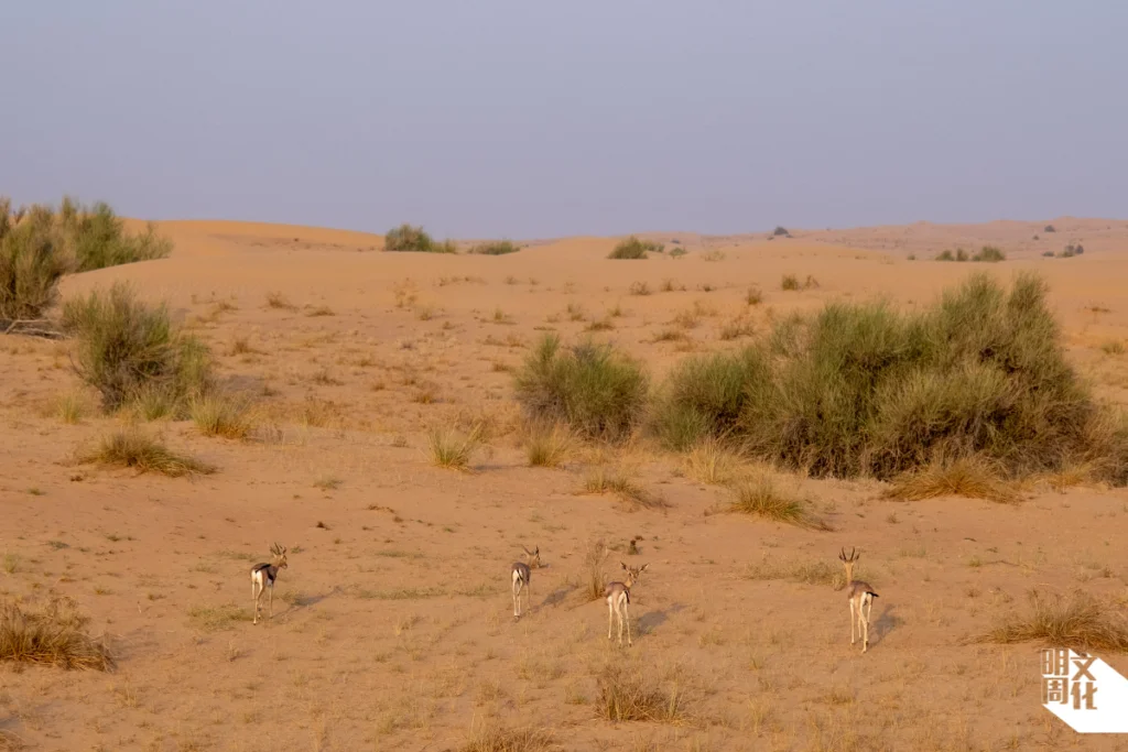 杜拜沙漠保護區是阿聯酋面積最大的政府自然保護區之一，也是熱門沙漠文化體驗景點。