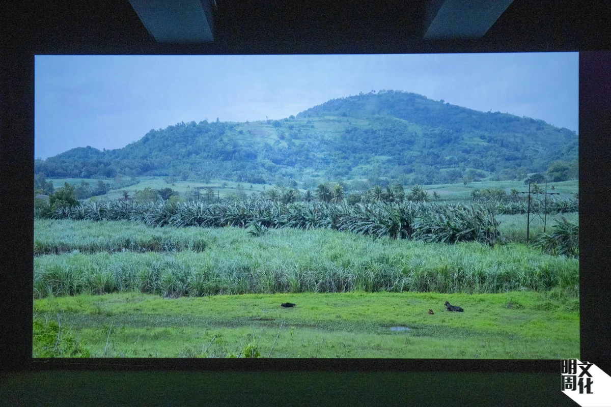 實驗紀錄影像《天 地》呈現現在內格羅斯島甘蔗園風光，以靜止的風景再現土地抗爭歷史的暴力。