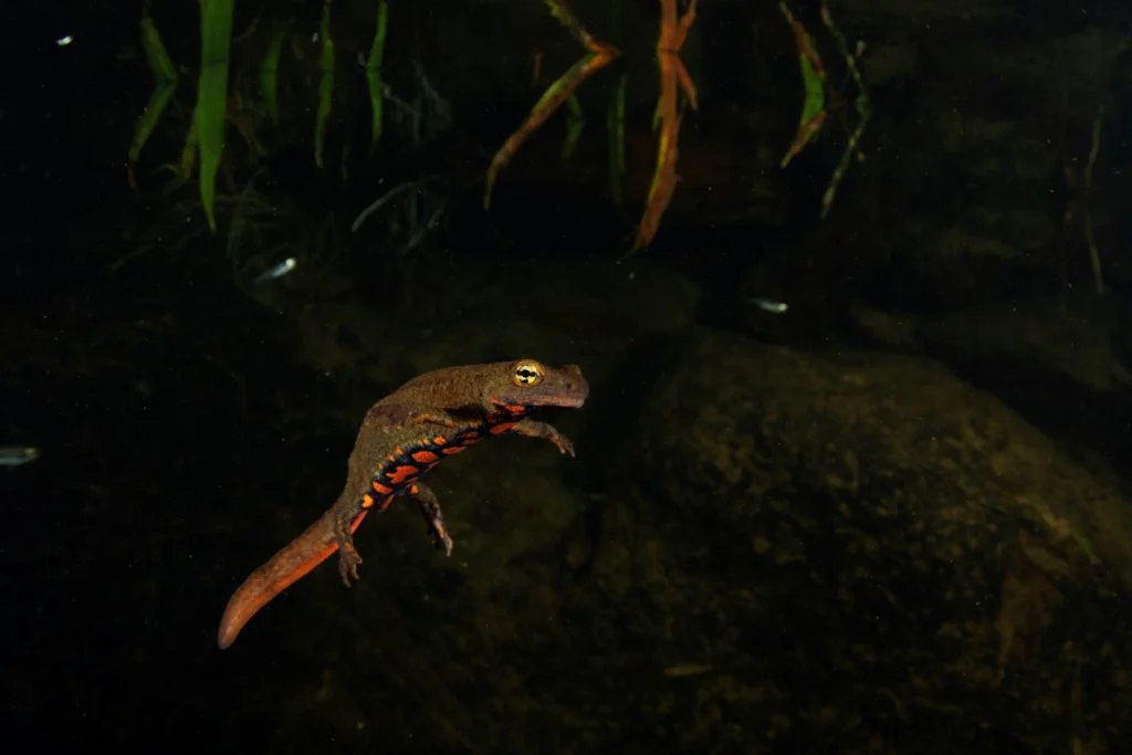 香港瘰螈於淡水溪流中暢泳。（郭子祈攝）