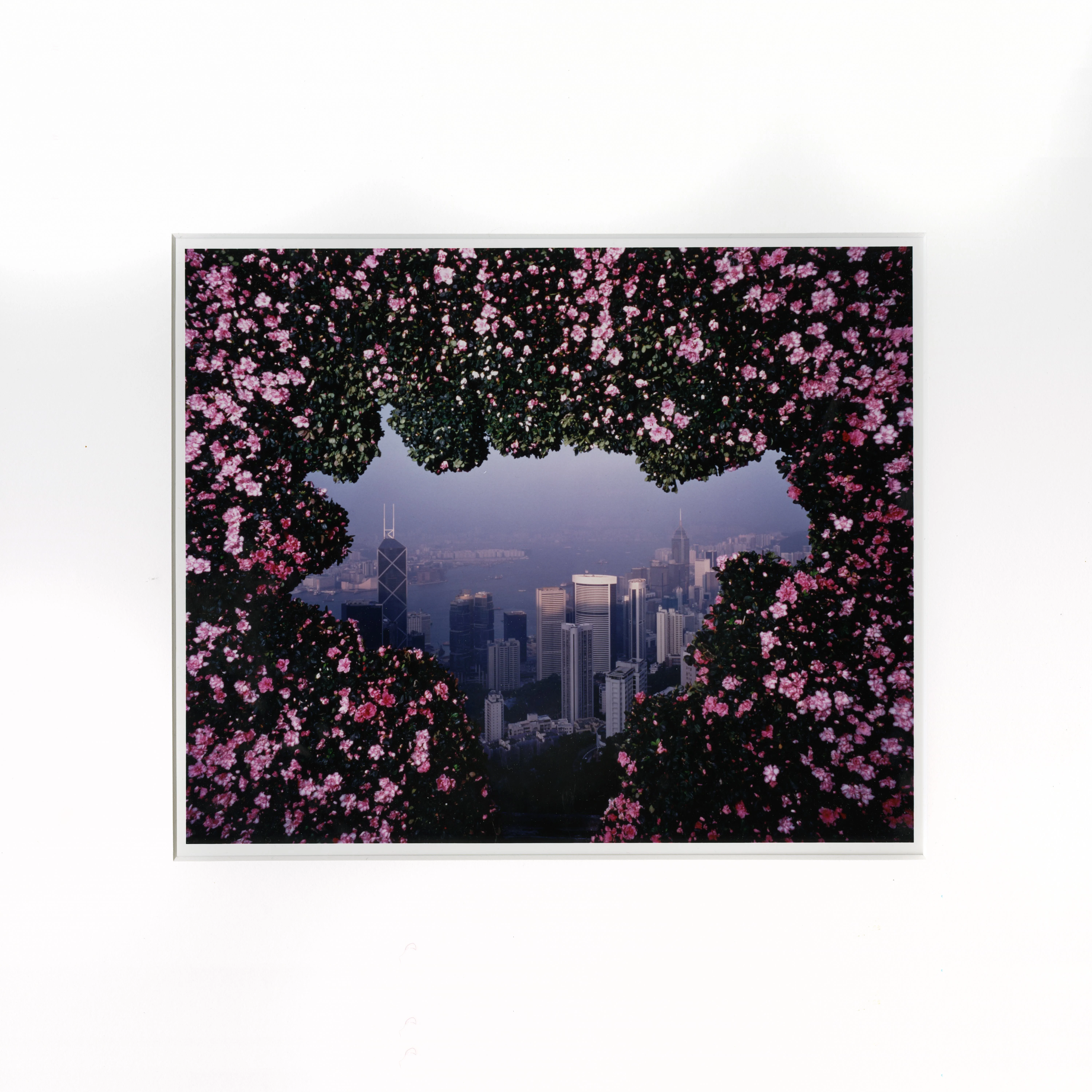 亞洲藝術文獻庫（Asia Art Archive）策劃的展覽《香港再偶拾》，此為展覽圖片：李家昇，《A Floral Transformation》，1996年，12 x 14 吋，刊印於《花•1996年10月19日回想錄•香港》，2024年。（圖片提供：李家昇）
