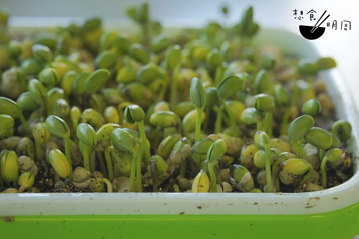 大豆種子從盆中生長，導師輕力抽出一條，展示生長當中的形態：初生根、下胚軸、上胚軸、子葉、真葉。 