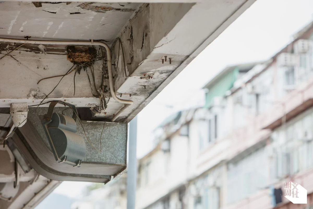 騎樓底、屋簷角落、光管頂、燈箱背後……跟隨燕子研究組義工的腳步和目光,才察覺燕巢與城市人的距離並不遙遠。