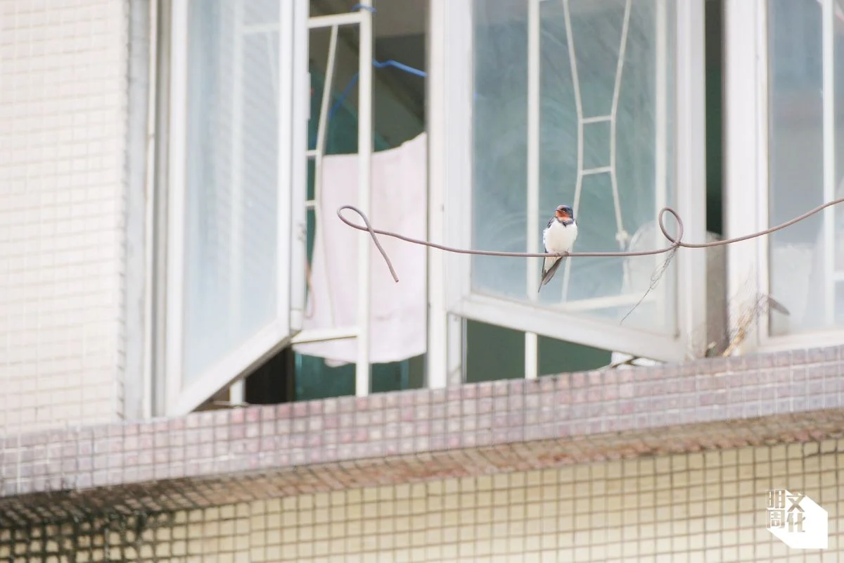 舊式樓宇容易積水,牆縫還有植物生長,有人認為陳舊骯髒,但對家燕來說卻是良好的生存環境。