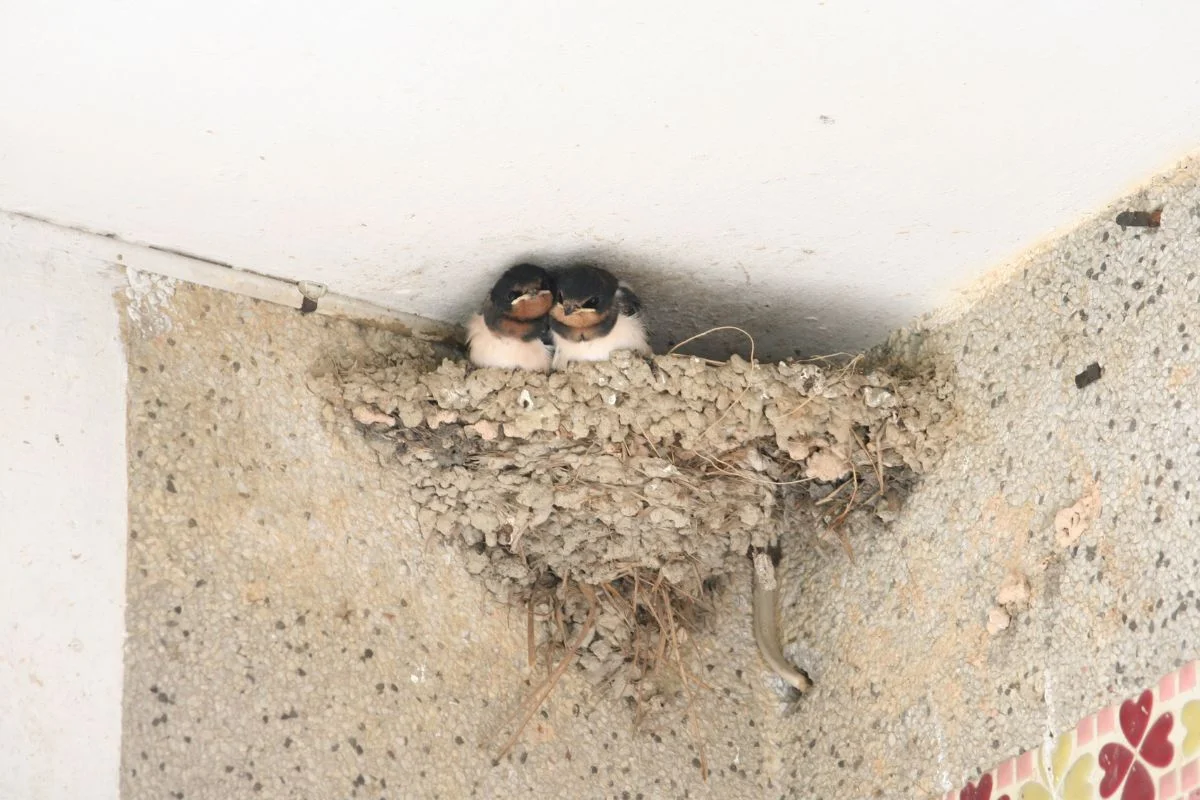 兩隻雛燕緊挨彼此,圓潤可愛。(王學思提供)
