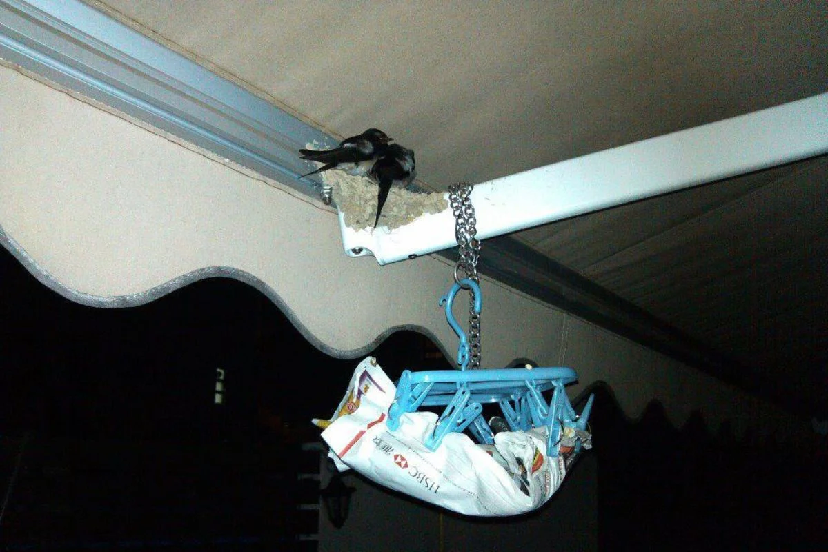 曾有市區街坊嫌鳥糞滋擾,阿思建議用報紙墊在燕巢下承載鳥糞,一些簡單的方法便能解決人燕矛盾。(香港觀鳥會燕子研究組提供)