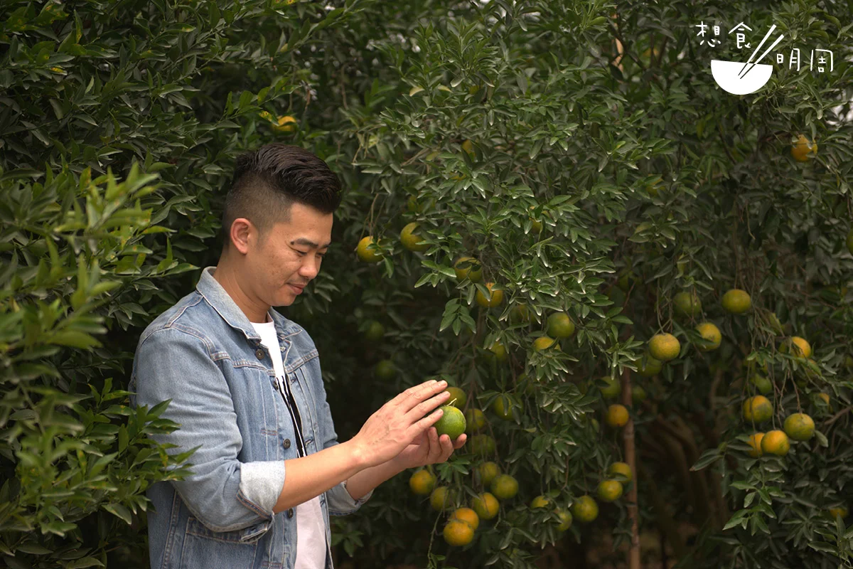 新會茶枝柑、四川大紅袍柑、江浙溫州蜜柑、福建潮汕福橘……這些柑樹因產地和栽培品種被分為「廣東陳皮」及「陳皮」。廣西柑和新會柑雖是同源樹種,但因水土氣候等因素,絕不能混為一談。新會皮氣味甘醇愈陳愈香,其他雜陳品,陳久者有藥苦味,香而不純。