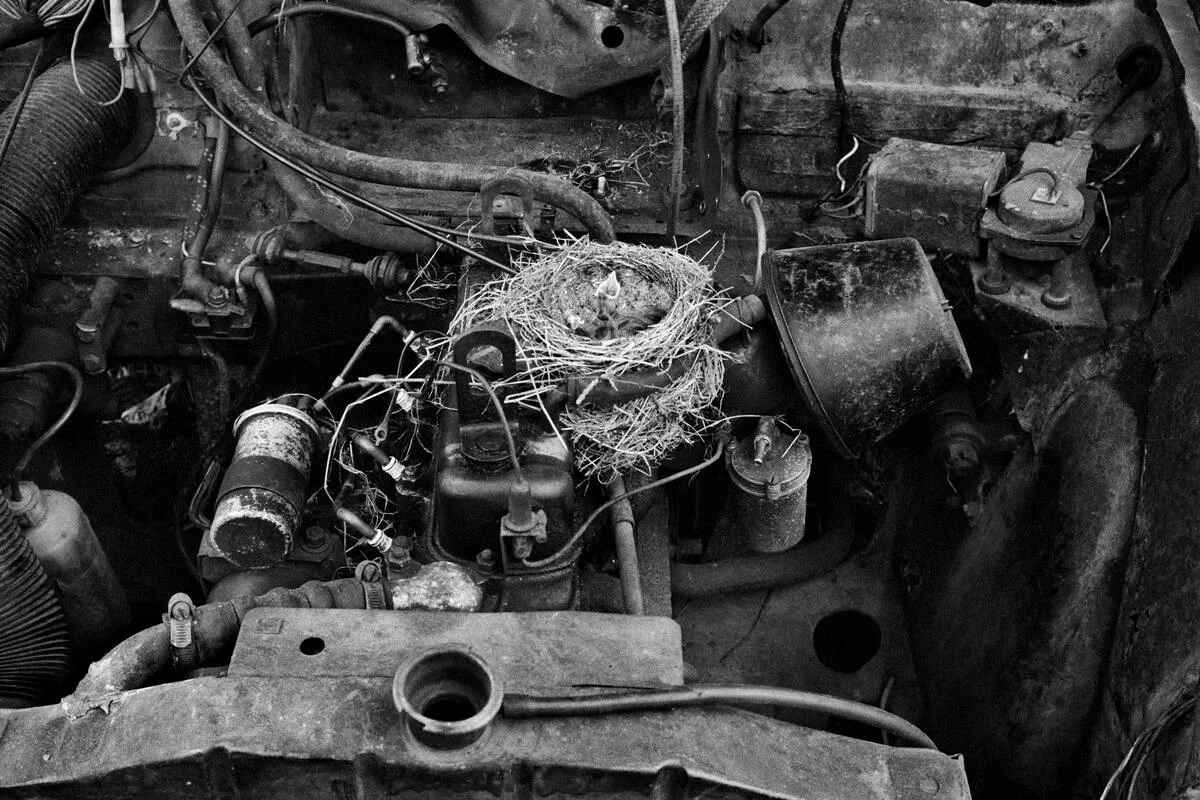 愛爾蘭鄉村裏被遺棄的莫里斯汽車（Morris Minors），攝於一九八三年。