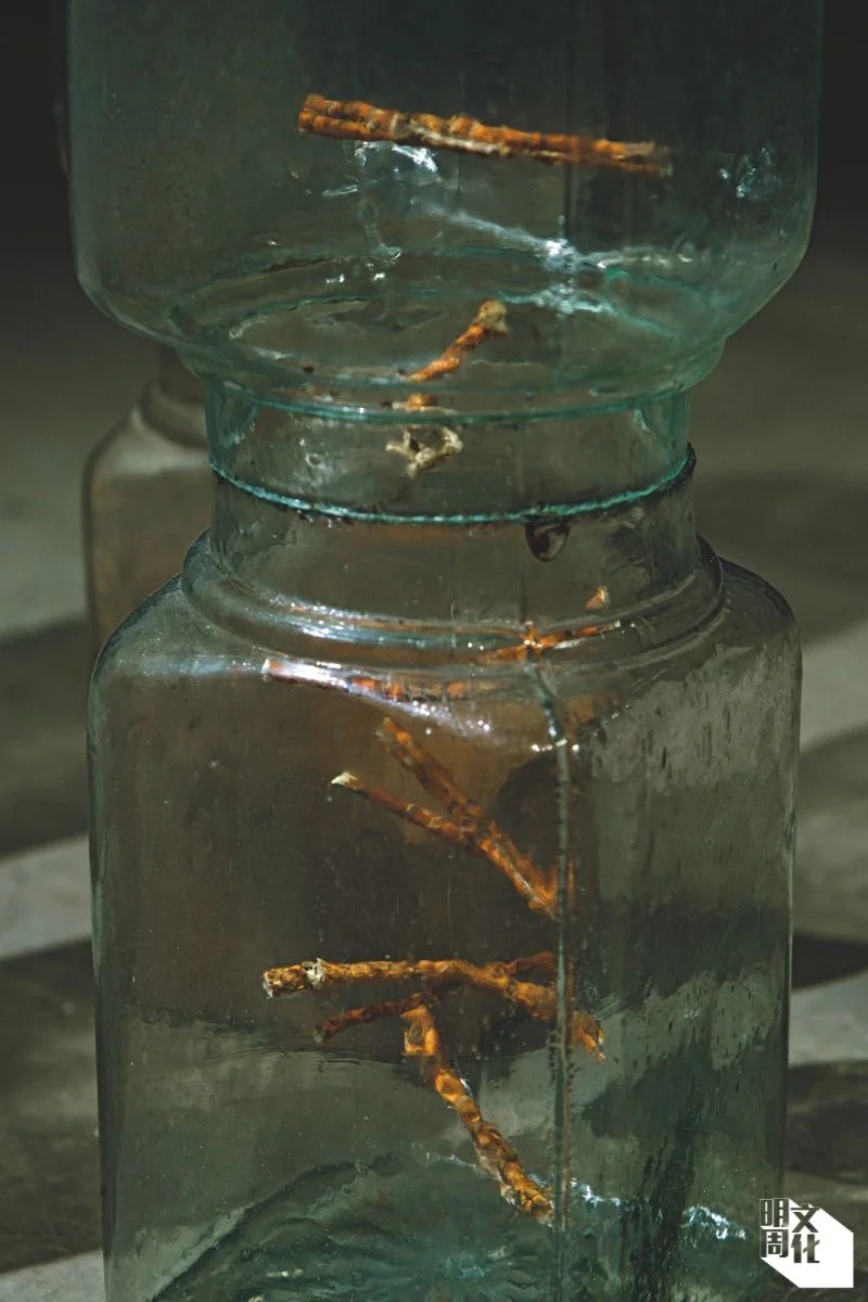 作品《多語者：桑》由多個承載桑樹不同部分的玻璃容器組成；在中醫理念中，桑樹全株皆可入藥。
