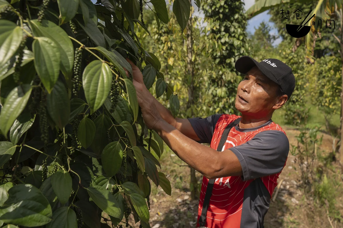 來自伊班族的Singing除了種植胡椒，還種植榴槤和菠蘿，每種作物的施肥和收成 時間各不相同，確保全年都有穩定的收入。