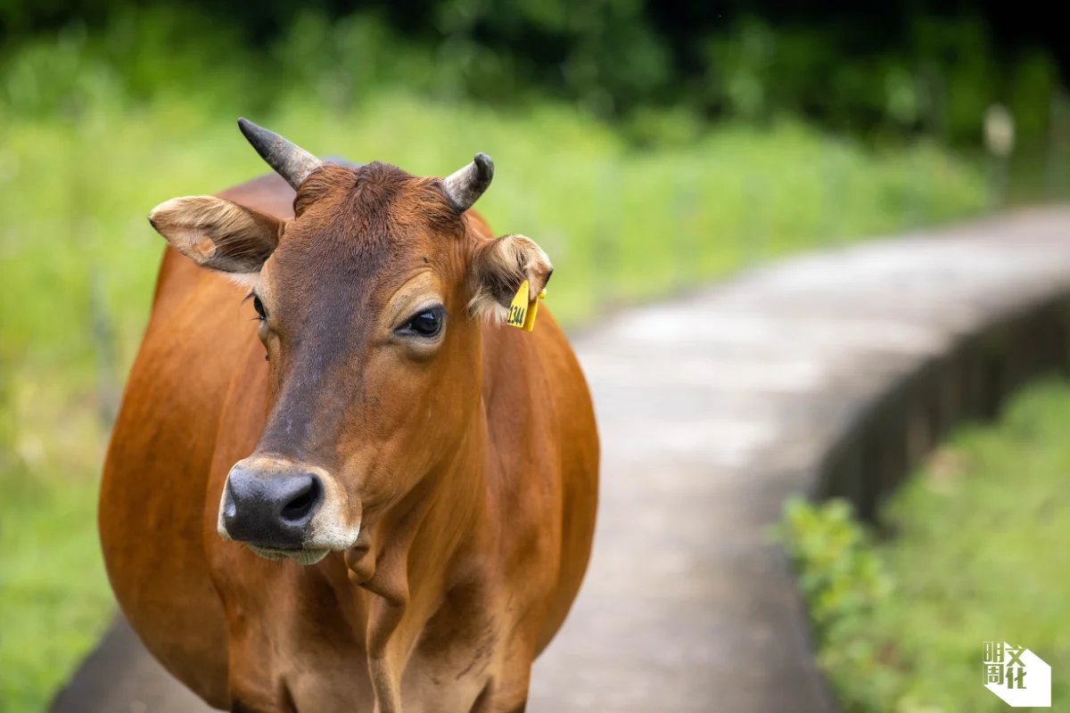 荔枝窩牛牛不怕人,不時和人爭路。