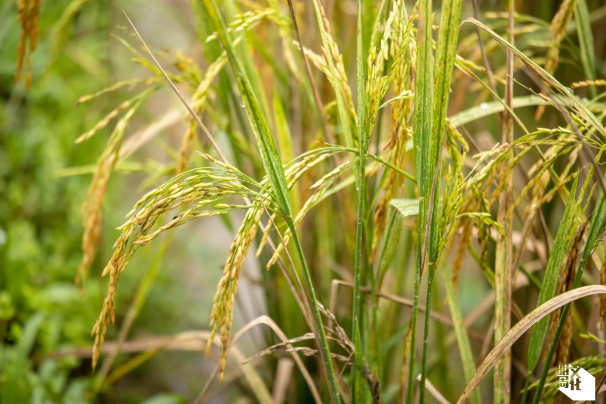 復村後,每年荔枝窩會種兩造稻米,訪問當日第一造稻米快將成熟,尚待一周收割。