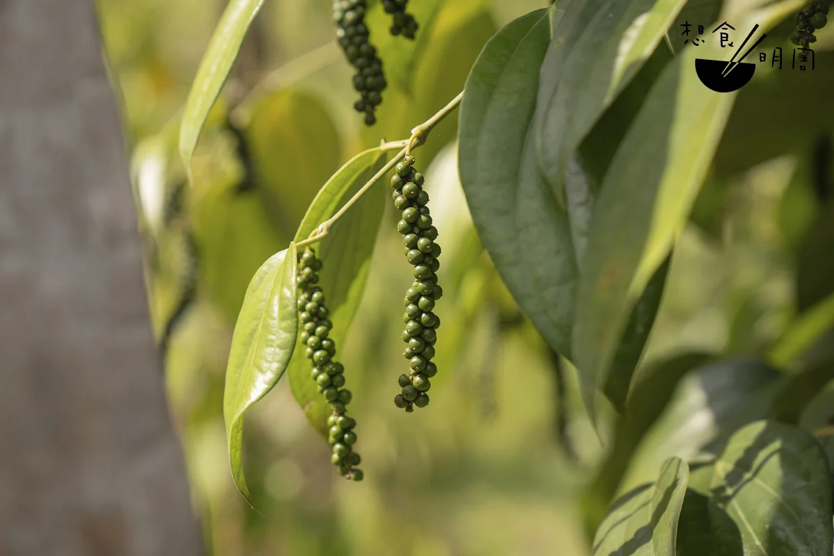 每年初夏,胡椒果穗會由綠轉黃變紅,但數量很少,而農民亦需此時開展辛勞的採收工作。