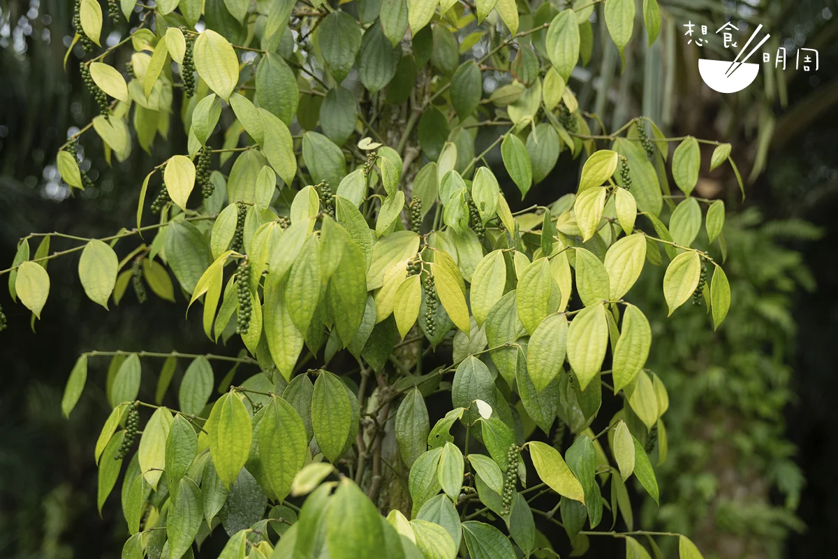 無論做黑胡椒或白胡椒,楊爸爸也只選用成熟至轉紅的果穗。