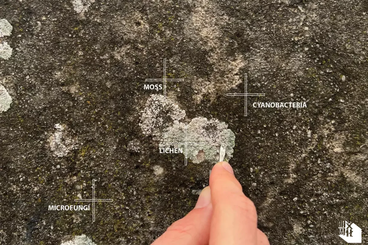 Biopatina生物鏽蝕是由藍綠藻、微藻、微真菌和地衣協同作用下產生。（圖片來自研究網站，Adam Hudec攝）
