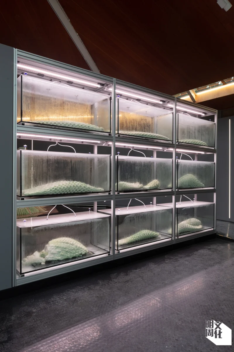 在加拿大館現場設置水缸，培育藍細菌結構成長。（Luca Capuano攝）