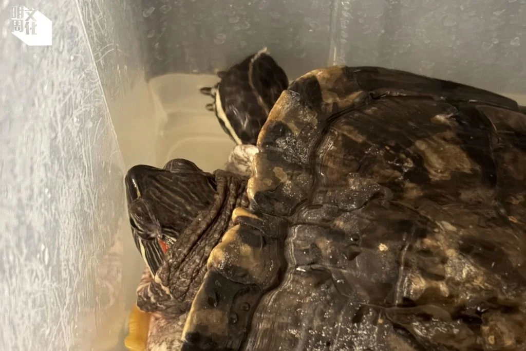 從宏福苑火場救出的龜