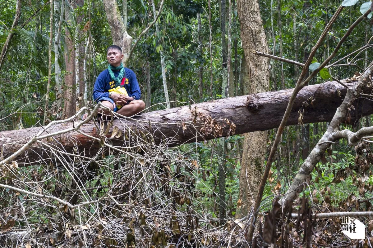 2018年4月，Tata在一棵倒下的樹上休息。