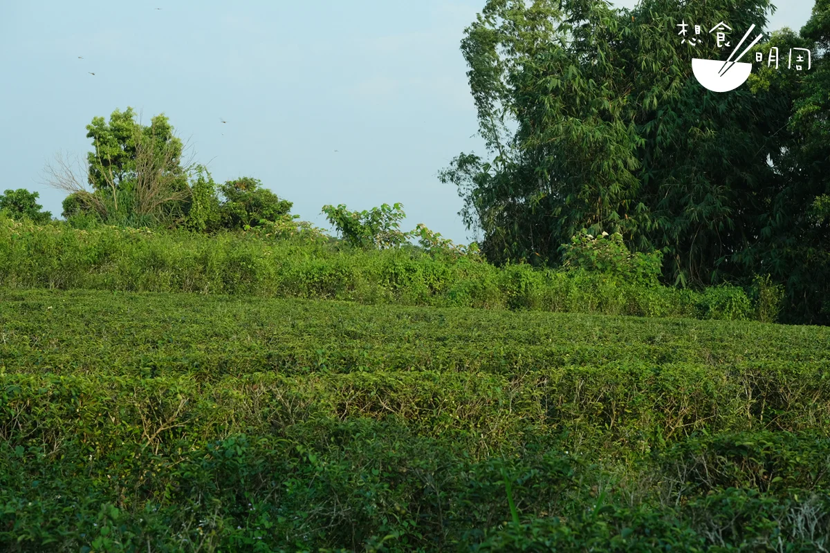 駿逸的茶園，主要種產野放烏龍茶。