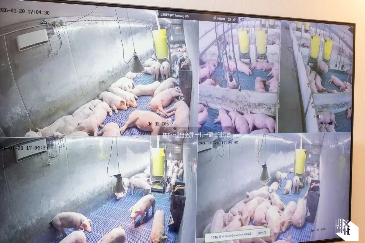 香港家豬實行現代化，各豬場與肉榴都設有cctv監控。