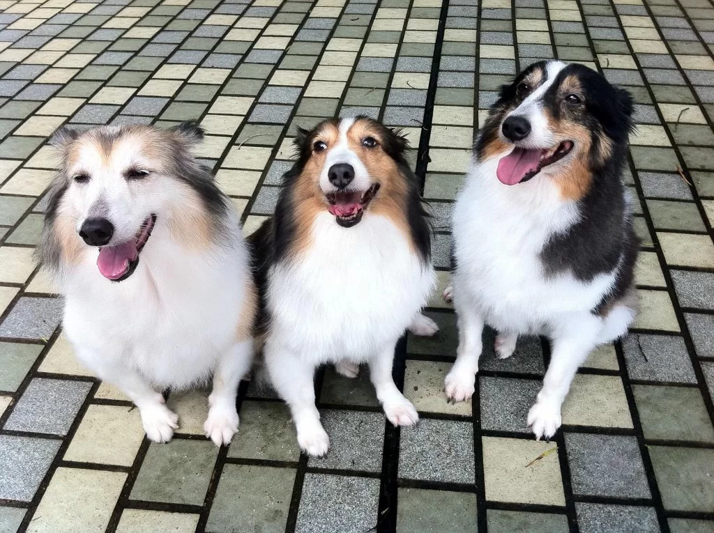 18556600_446374782364235_8784583421251951768_o