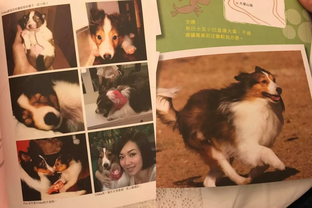 18595480_446373412364372_2950336160567922778_o-tile