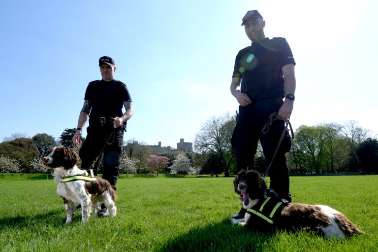 PC Jim Hyman (L) with Yury and PC Paul Shutler with Gus of Thames Valley Police Joint Operations Dog Unit in Home Park, Windsor, west of London on April 19, 2018, as security preparations get underway ahead of next month's wedding of Britain's Prince Harry and Meghan Markle. / AFP PHOTO / POOL / Geoff PUGH