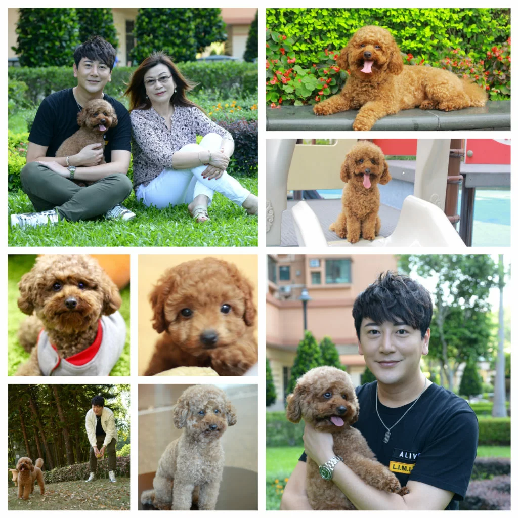 小狗Jimmy是傅晉杰和媽媽的最愛