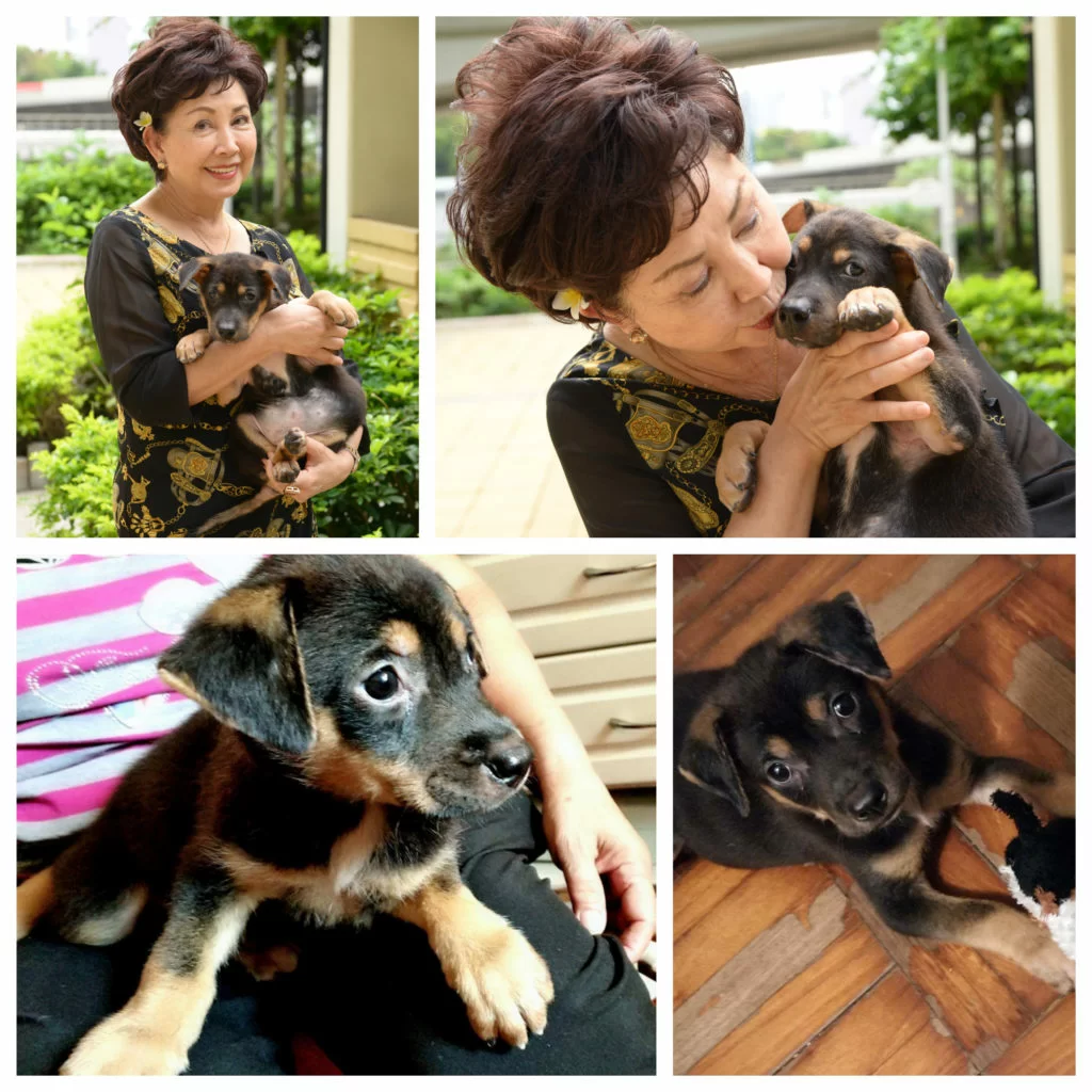 小狗Teddy三個大非常精目