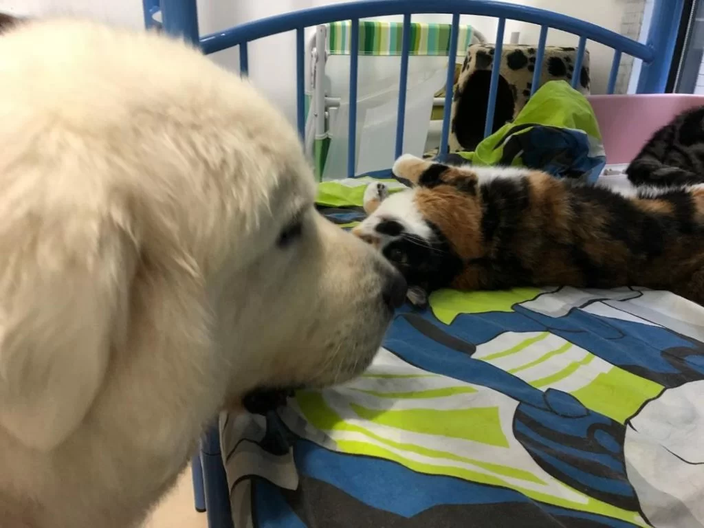 大白熊犬Mimi體形最龐大，但性格最善良膽小，常常被家中貓狗欺負。