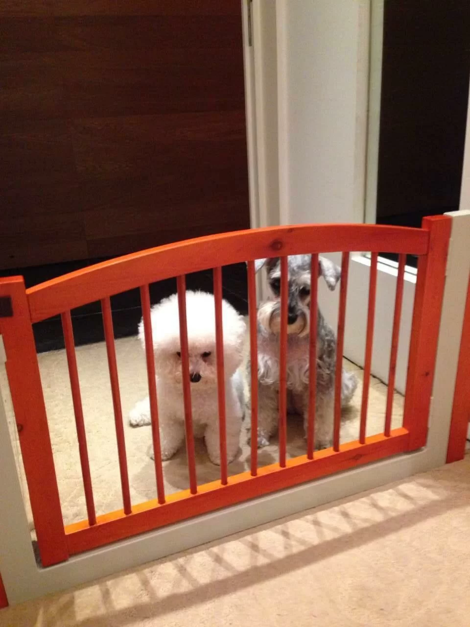 屋企一定要裝置圍欄，不可讓牠們到一些有危險性地方。