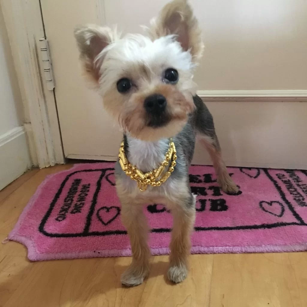 戴上粗金鏈的圓圓，充滿土豪味。