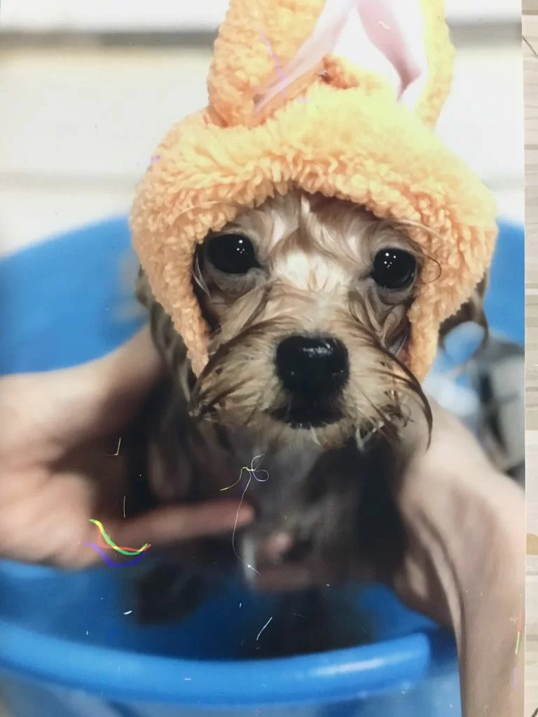 Toto除了負責為圓圓清理大小二便，連沖涼及美容也難不到她。