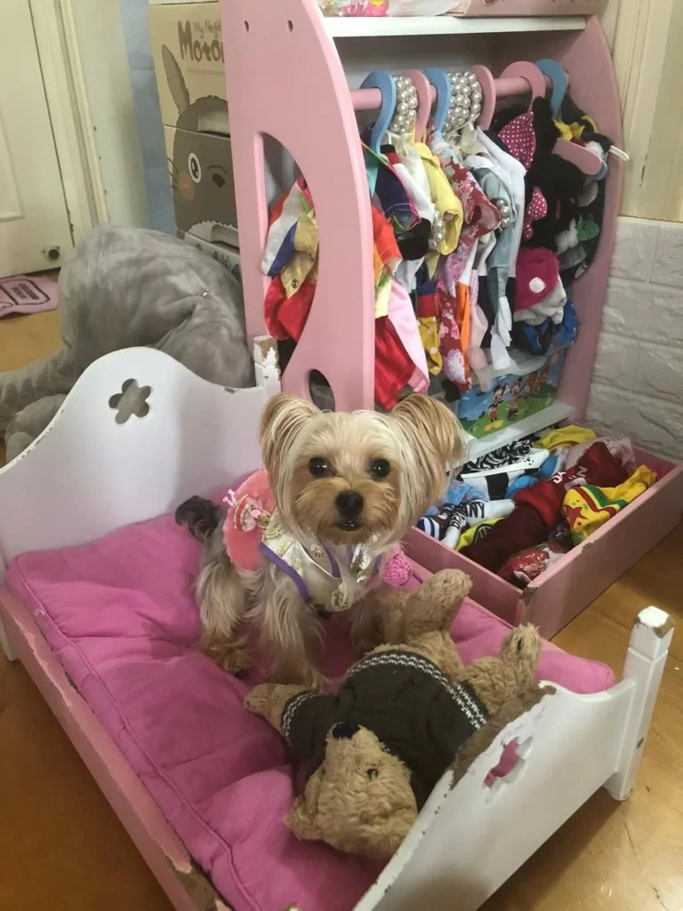 圓圓有自己的專用?及衣櫃，衣飾之多，簡直像一個公主。