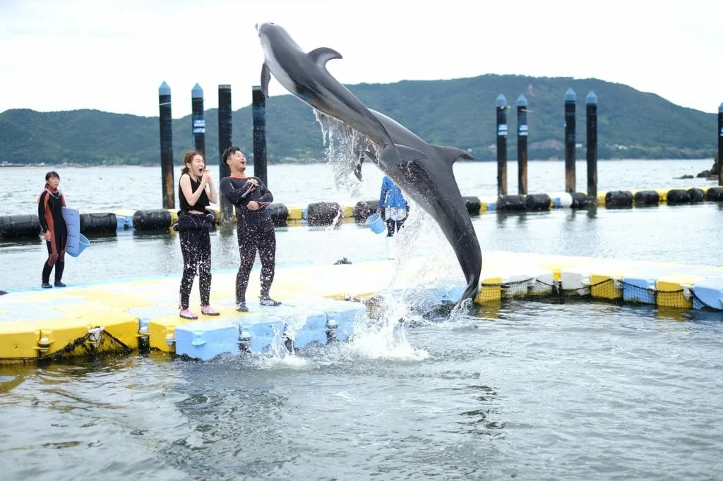 第一次近距離接觸海豚,家旻大呼緊張刺激,海豚的身體又滑又厚,十分可愛。