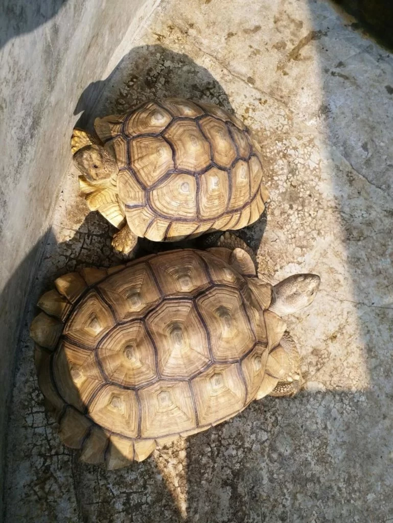 思迦養了兩隻盾臂龜，閒時要帶牠們出外散步，呼吸新鮮空氣。