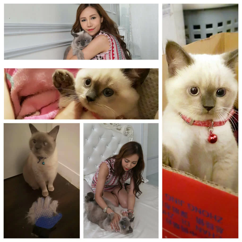 華Dee小時候因為爭奶飲被其他貓兄弟踩壞眼 