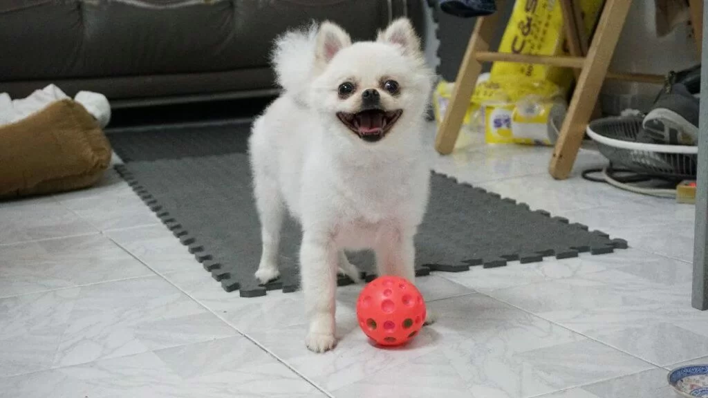 改名肉丁，是Yanki看見茶餐常餐當中的五香肉丁，跟她一樣有個丁字。