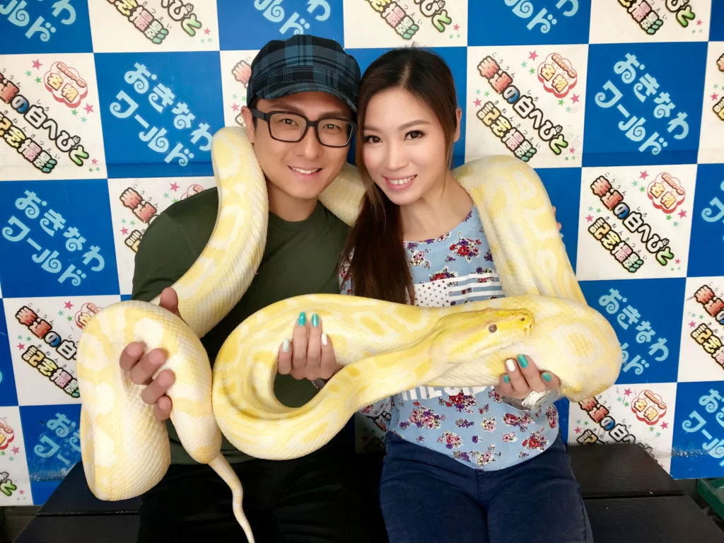 鄭伊娜與潘敬祖一年前在沖繩的求婚之旅，看到這條當地名物幸運之白蛇，興奮拍照留念。
