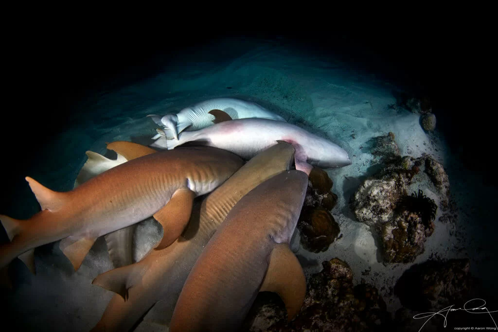 護士鯊生性兇殘