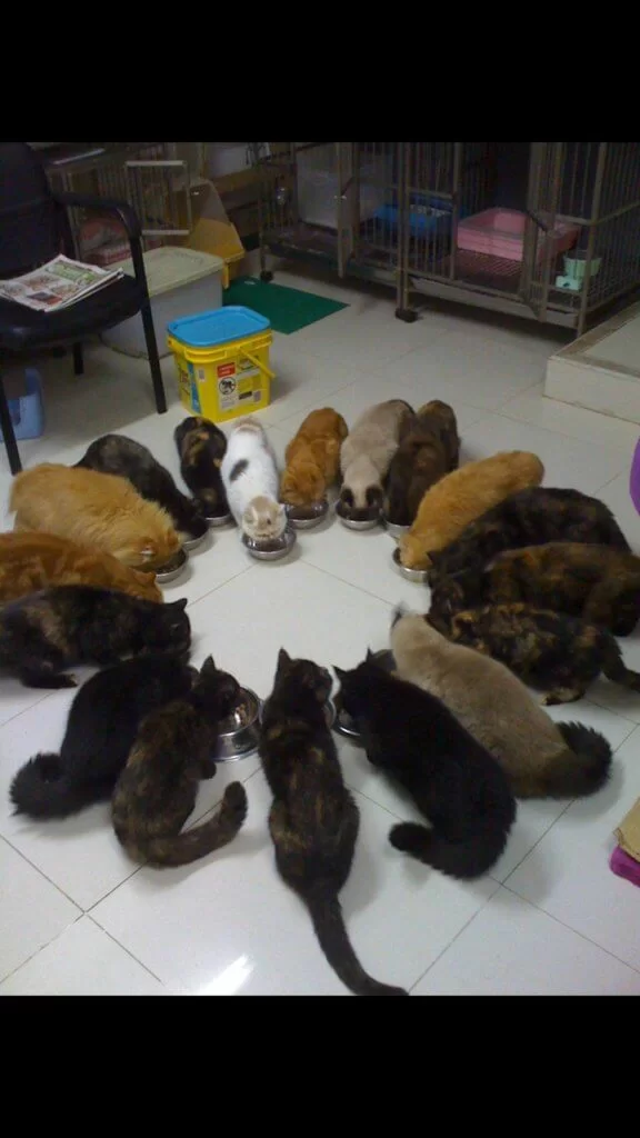 最高峰時期,曾慧雲家中養了二十隻貓,場面非常壯觀,由於她從不在家中開火煮食,廚房亦被她改裝為貓房。