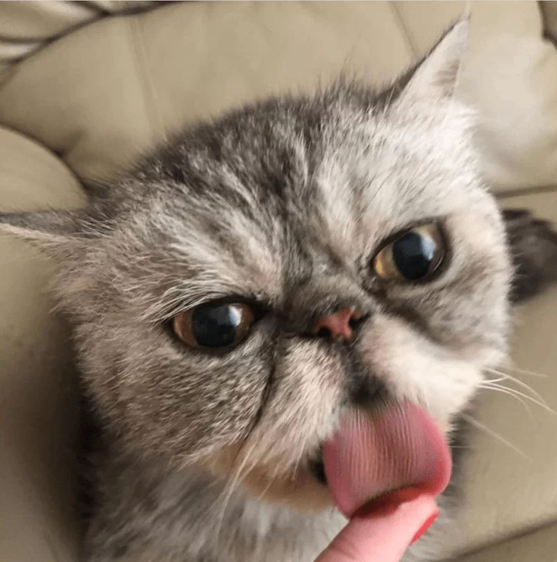 screen-shot-2019-05-02-at-2-37-07-pm