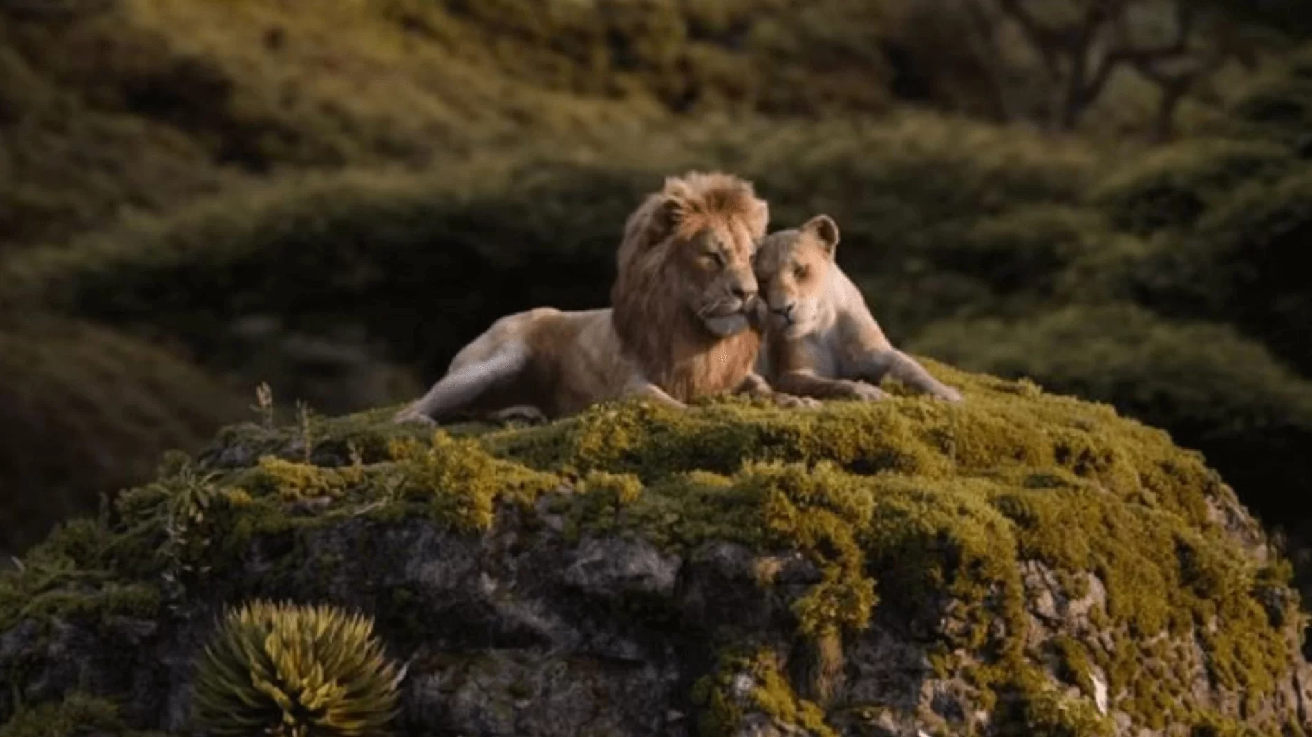 screen-shot-2019-06-24-at-5-50-20-pm