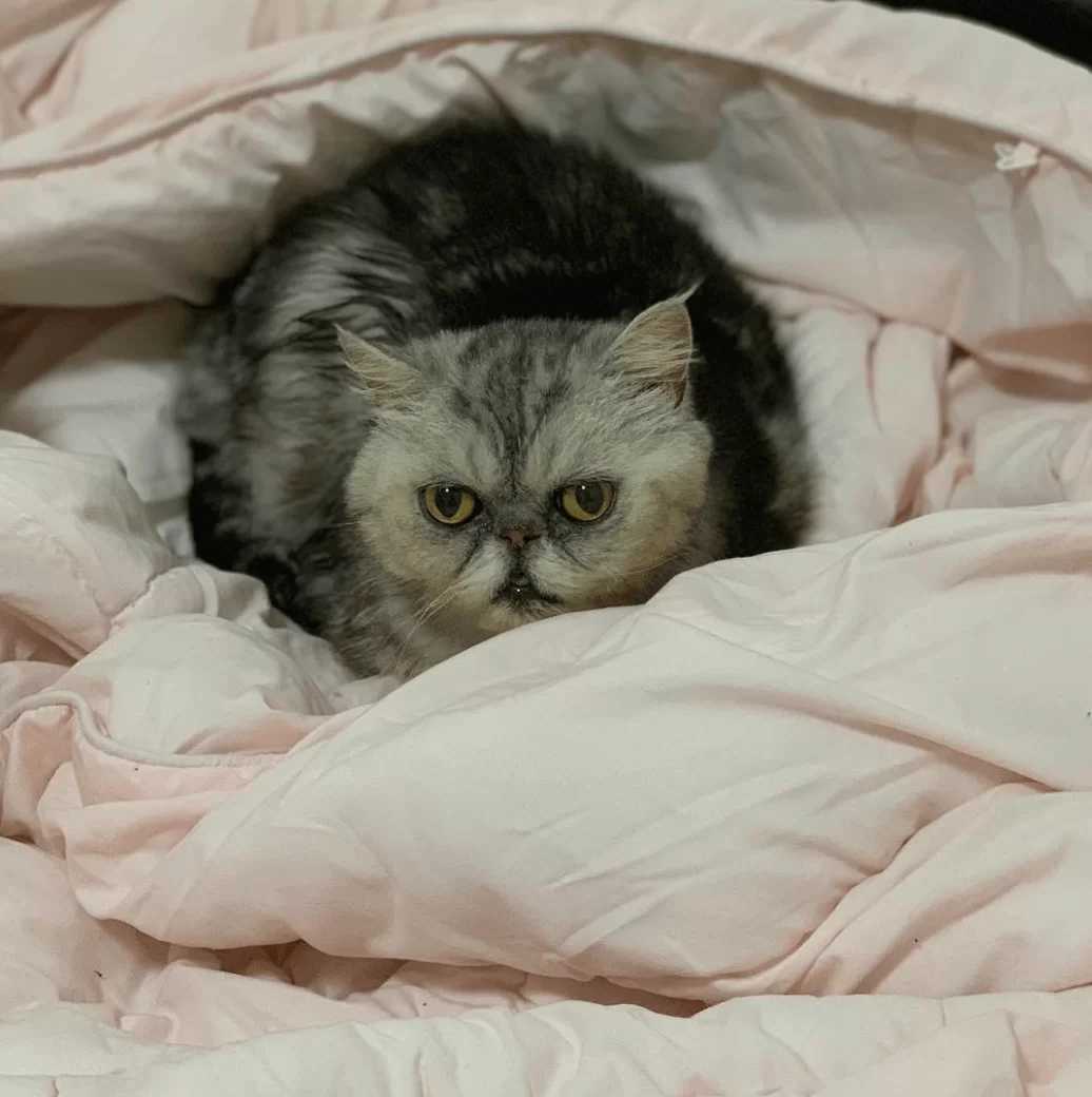 screen-shot-2019-08-09-at-3-49-54-pm