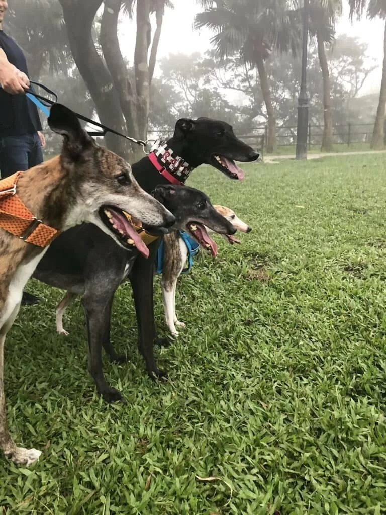 鄭融閒時會相約其他領養者,讓Mack跟舊朋友見面。