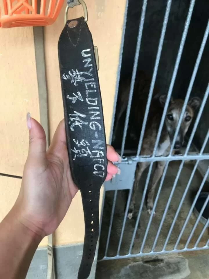 「誓不低頭」是Mack在澳門出賽時的名字