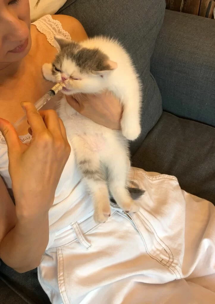 唐詩詠從陸永家中領養了一頭初生貓，最初階段更要每天早起餵奶，猶如湊小孩般。